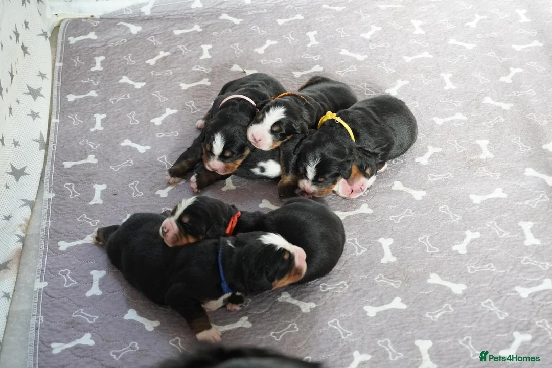 Bernese Mountain Dog dogs for sale: KC Registered Bernese Mounrain Dog Puppies - Advert 2