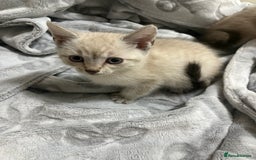 Bengal cats for sale: Snow bengal cross tabby kittens OPEN TO OFFERS - Image 3