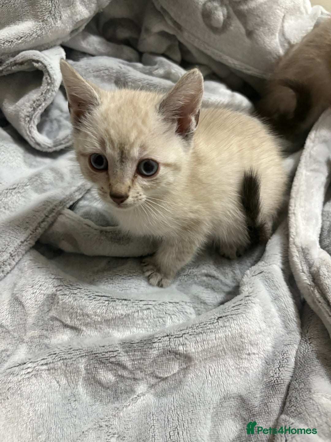 Bengal cats for sale: Snow bengal cross tabby kittens OPEN TO OFFERS - Image 3