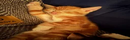 Mixed Breed cats for sale: Galaxy, B&W and Ginger lovely kittens READY TO GO - Advert 9