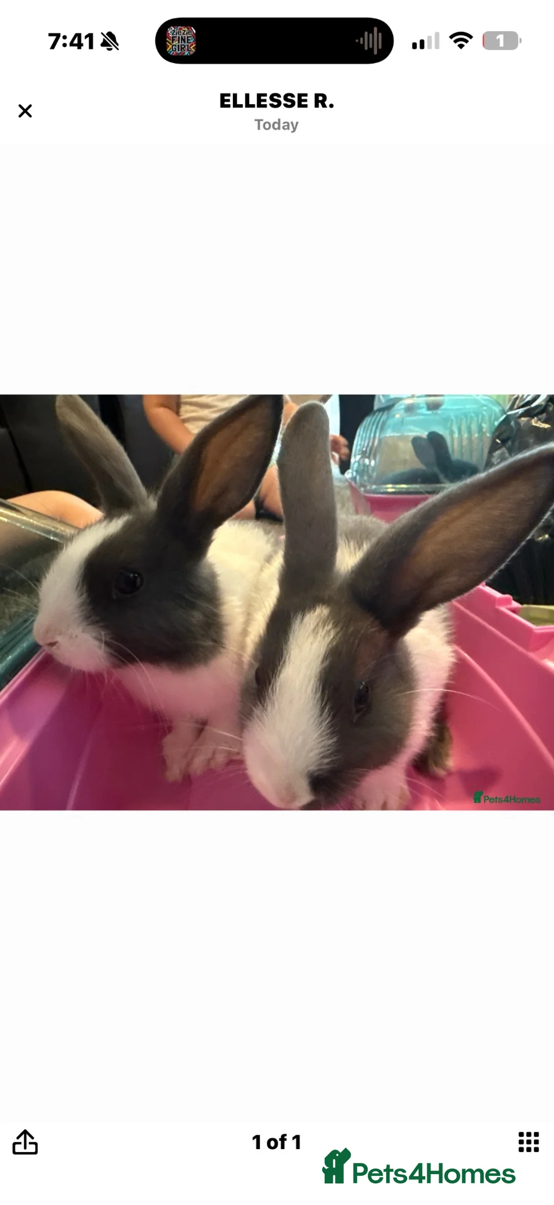Mixed Breed rabbits for sale: Rabbits ready to go now  - Advert 1