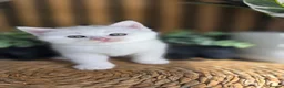 British Shorthair cats for sale: Adorable British kittens - Advert 10