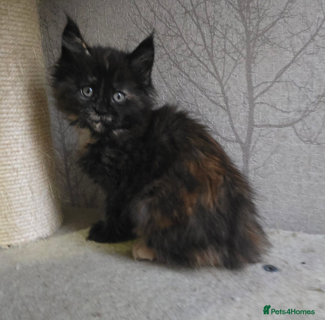 Maine Coon cats for sale: Beautiful Tica registered girls - Advert 25