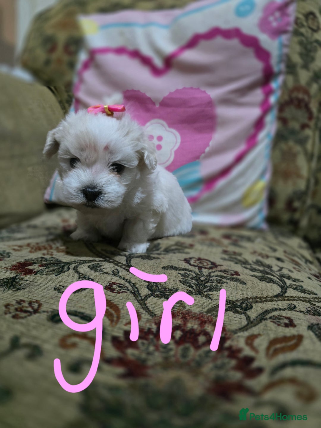 Maltese dogs for sale: Puppies for sale  - Advert 7