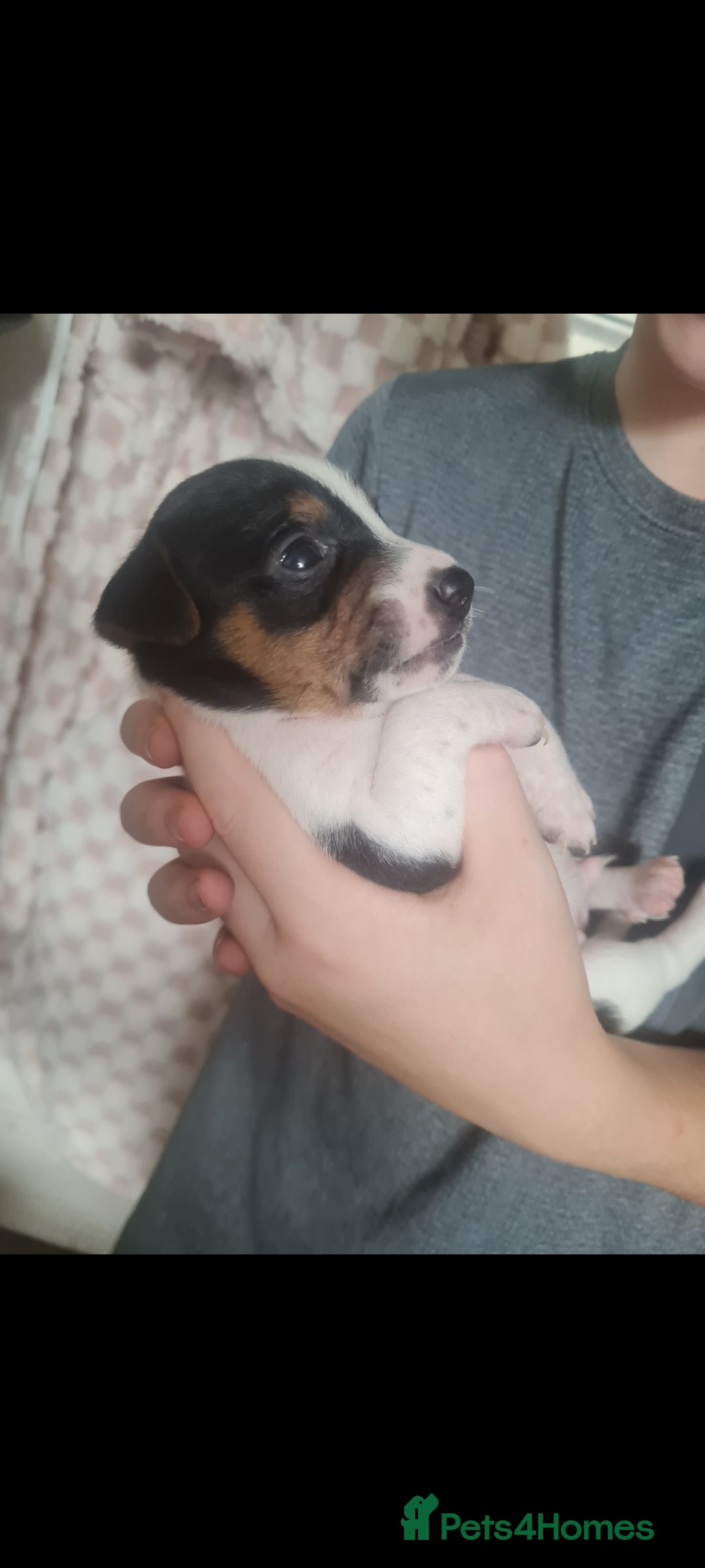 Jack Russell dogs for sale: 9 weeks old Jack Russel puppy's  - Image 6