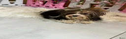 Yorkshire Terrier dogs for sale: Absolutely gorgeous tiny Yorkshire Terrier girl  - Advert 3