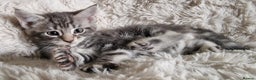 Maine Coon cats for sale: MAINE COONE KITTENS POLYDACTYL&NON POLYDACTYL   - Advert 1