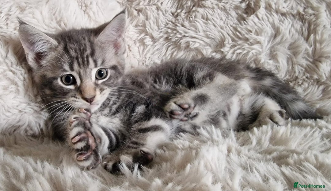 Maine Coon cats for sale: MAINE COONE KITTENS POLYDACTYL&NON POLYDACTYL   - Advert 1
