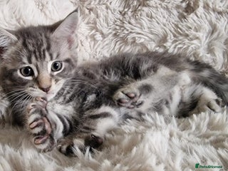 Maine Coon cats MAINE COONE KITTENS POLYDACTYL&NON POLYDACTYL - Advert 20