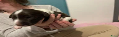 Mixed Breed Puppy 3