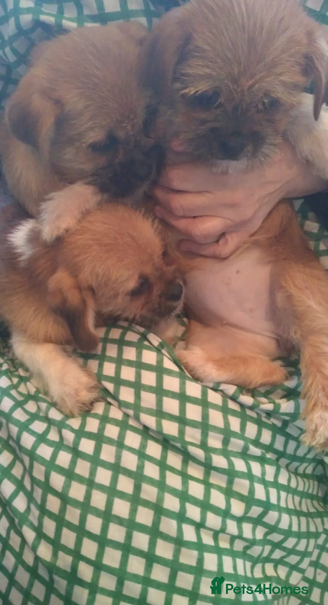 Mixed Breed dogs for sale: 3 beautiful pups  - Advert 5