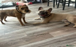 French Bulldog dogs for sale: Gorgeous Freddie needs a loving home - Image 4
