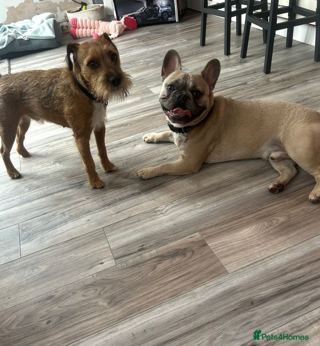 French Bulldog dogs for sale: Gorgeous Freddie needs a loving home - Image 4