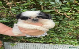 Shih Tzu dogs for sale: Shih tzu pups for sale  - Image 9