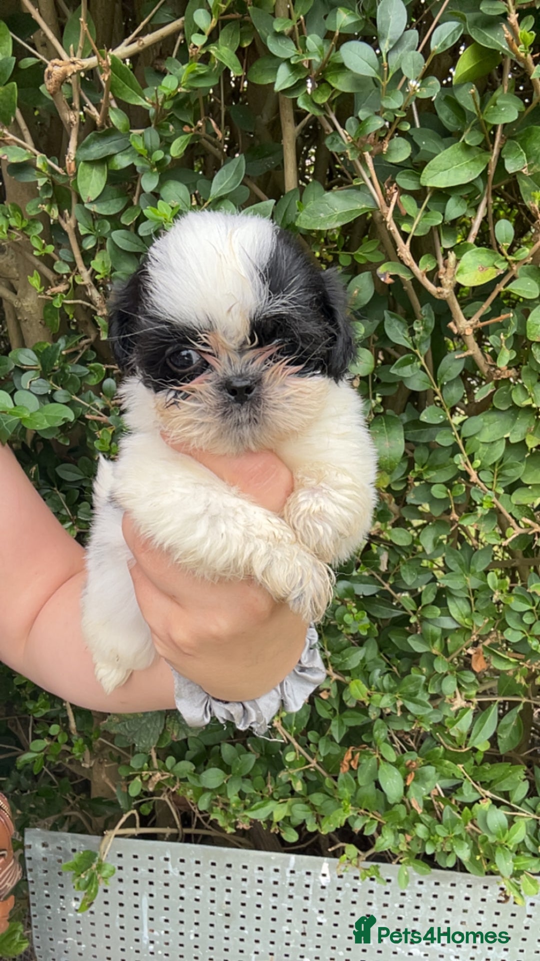 Shih Tzu dogs for sale: Shih tzu pups for sale  - Image 9