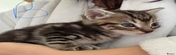 Mixed Breed cats for sale: 4 Gorgeous kittens for sale in Bacup - Advert 4