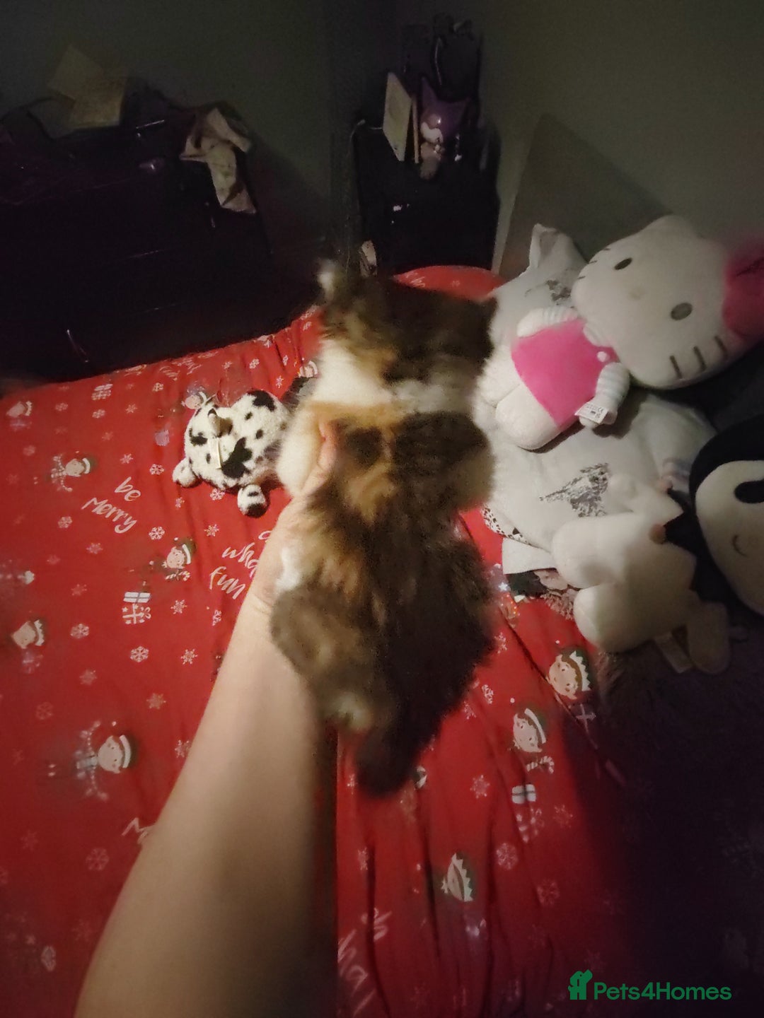 Mixed Breed cats for sale: Beautiful fluffy kittens  - Advert 12