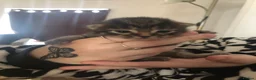 Mixed Breed cats for sale: 4 male cats (all have been named) - Advert 4