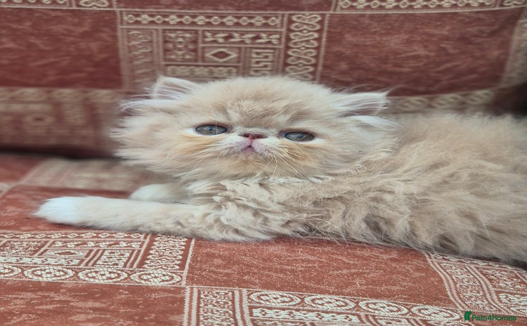 Persian cats - Advert 3