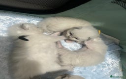 Ragdoll cats for sale: 2 male Ragdoll kittens - Advert 2