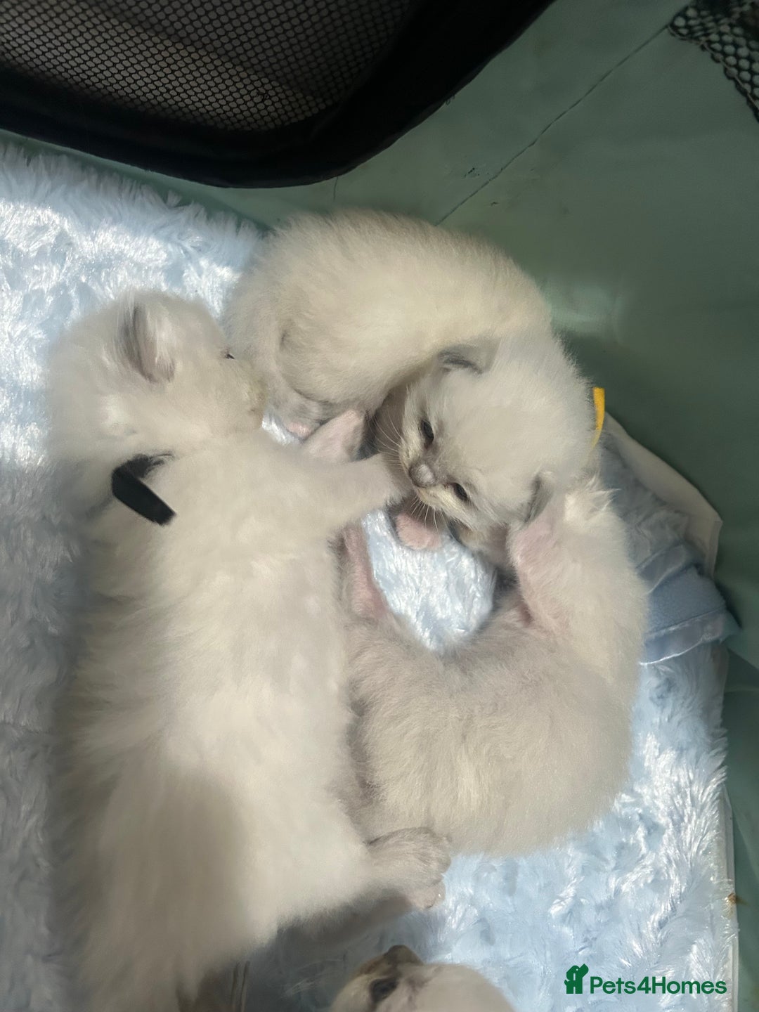 Ragdoll cats for sale: 2 male Ragdoll kittens - Advert 2