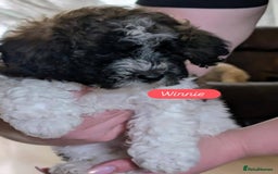 Poochon dogs for sale: Poochon pups stunning Rare colours - Image 25