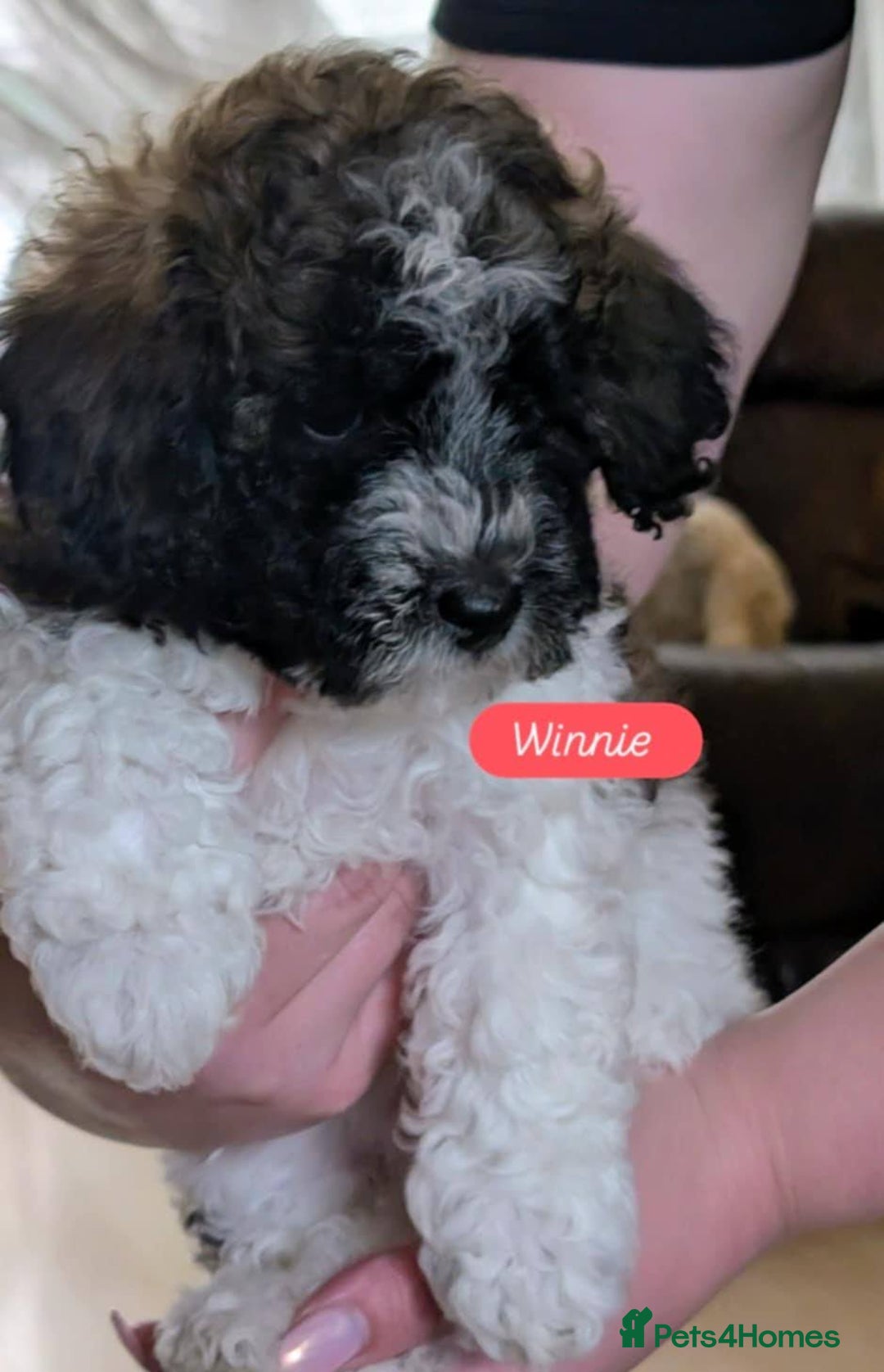 Poochon dogs for sale: Poochon pups stunning Rare colours - Image 25