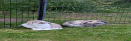 Mini Lop rabbits for sale: 2 Female mini Lops  - Advert 3