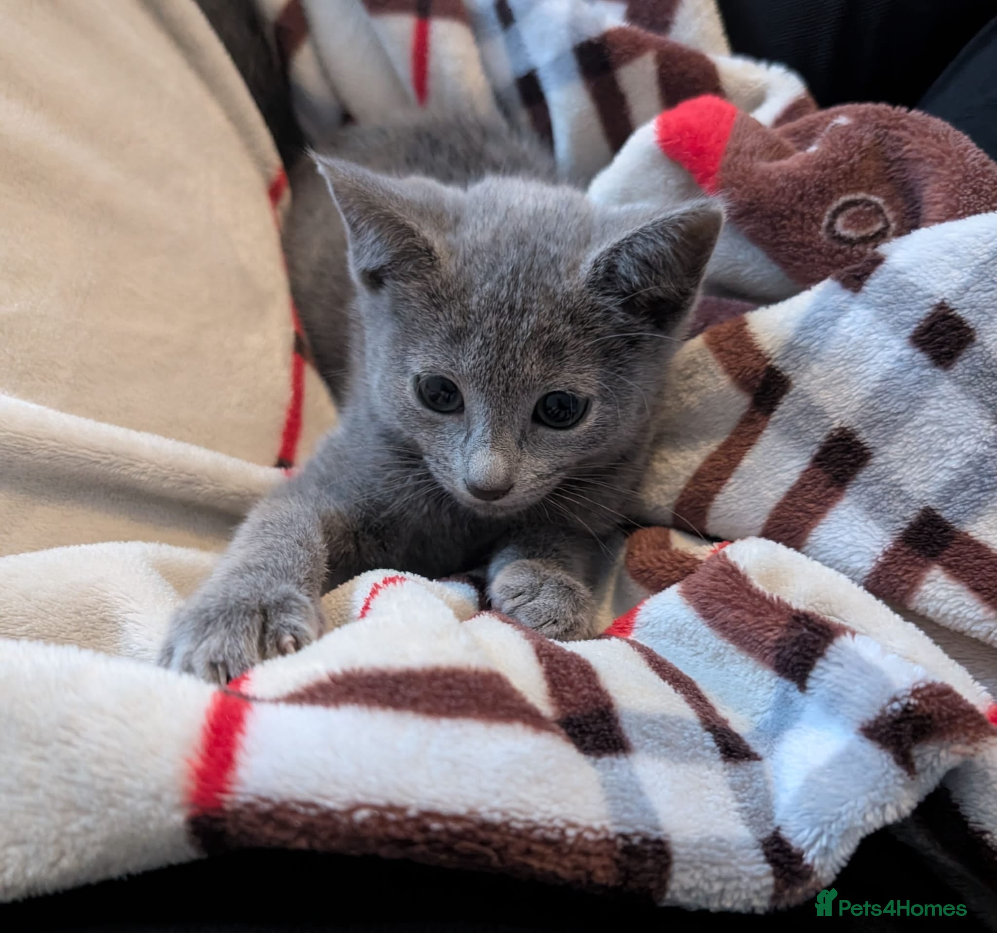 Russian Blue cats Pure Russian Blue TICA-Registered Kitten 🐾 💙 - Advert 9