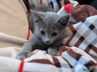 Russian Blue cats Pure Russian Blue TICA-Registered Kitten 🐾 💙 - Advert 9