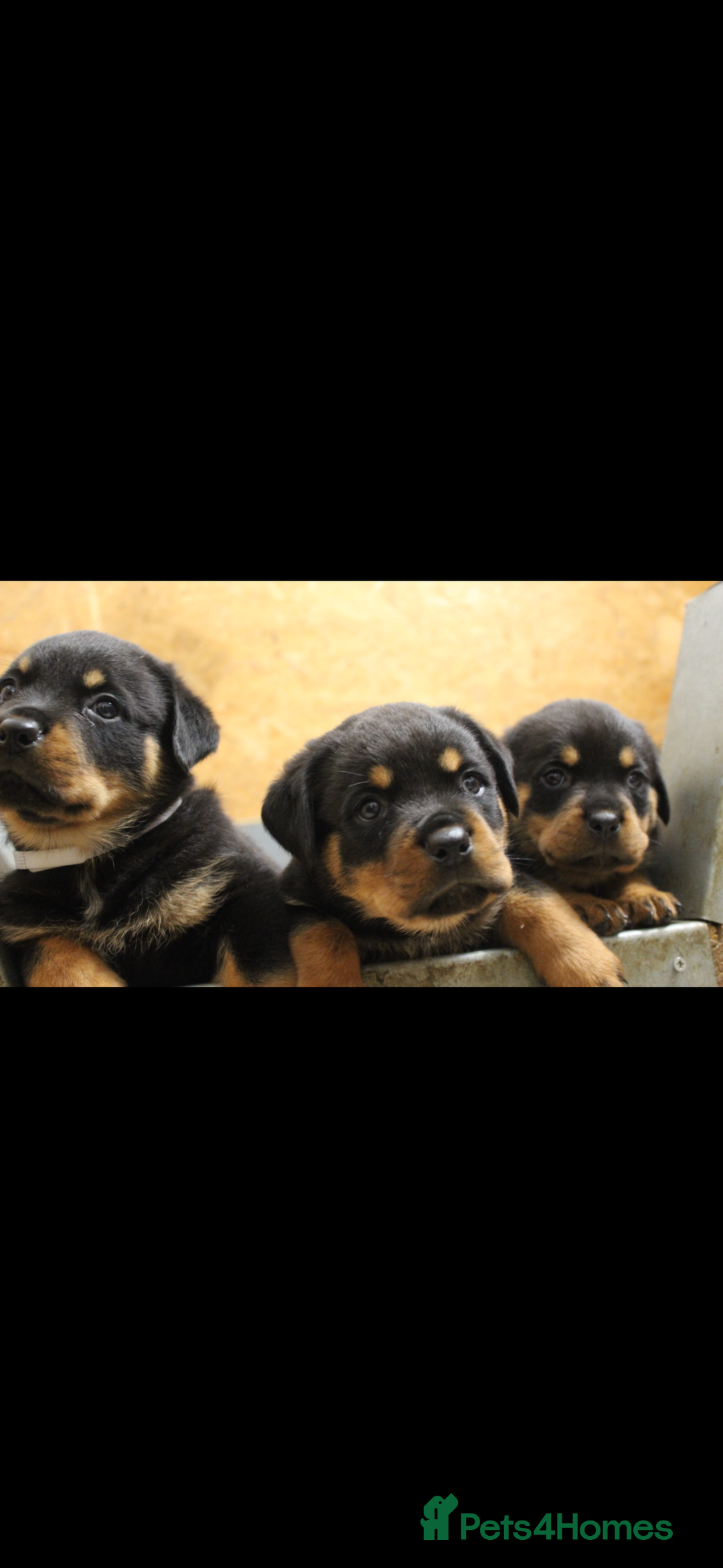Rottweiler dogs for sale: Stunning Rottweiler Puppies  - Advert 12
