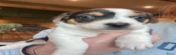 Jack Russell dogs for sale: Jack Russell  - Advert 6