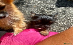 Chorkie dogs for sale: 9 weeks old puppies Yorkshire terrier chihuahuas - Image 7