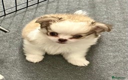 Chihuahua dogs for sale: Stunning KC registered long coat chihuahuas boys - Image 5