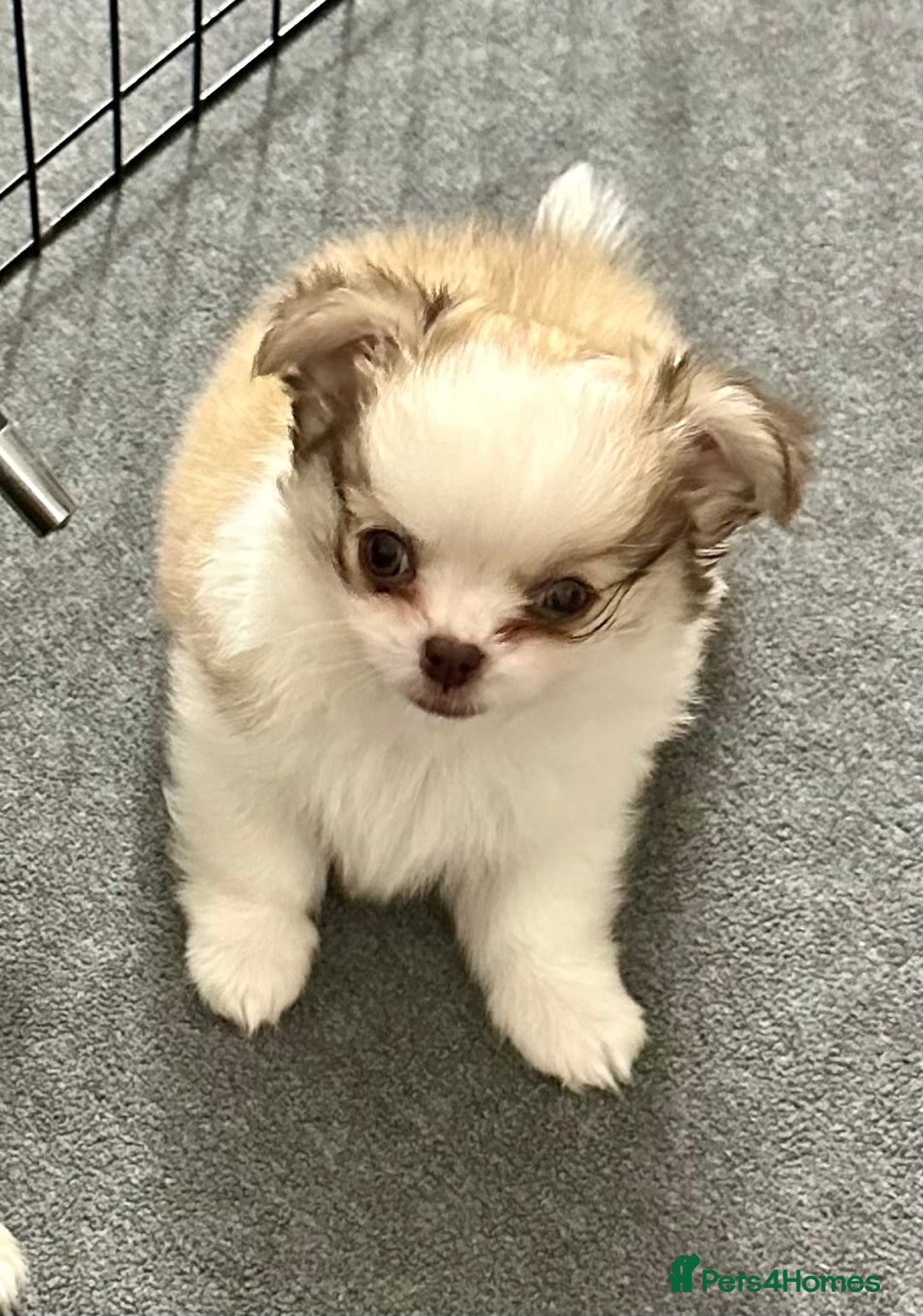 Chihuahua dogs for sale: Stunning KC registered long coat chihuahuas boys - Image 5