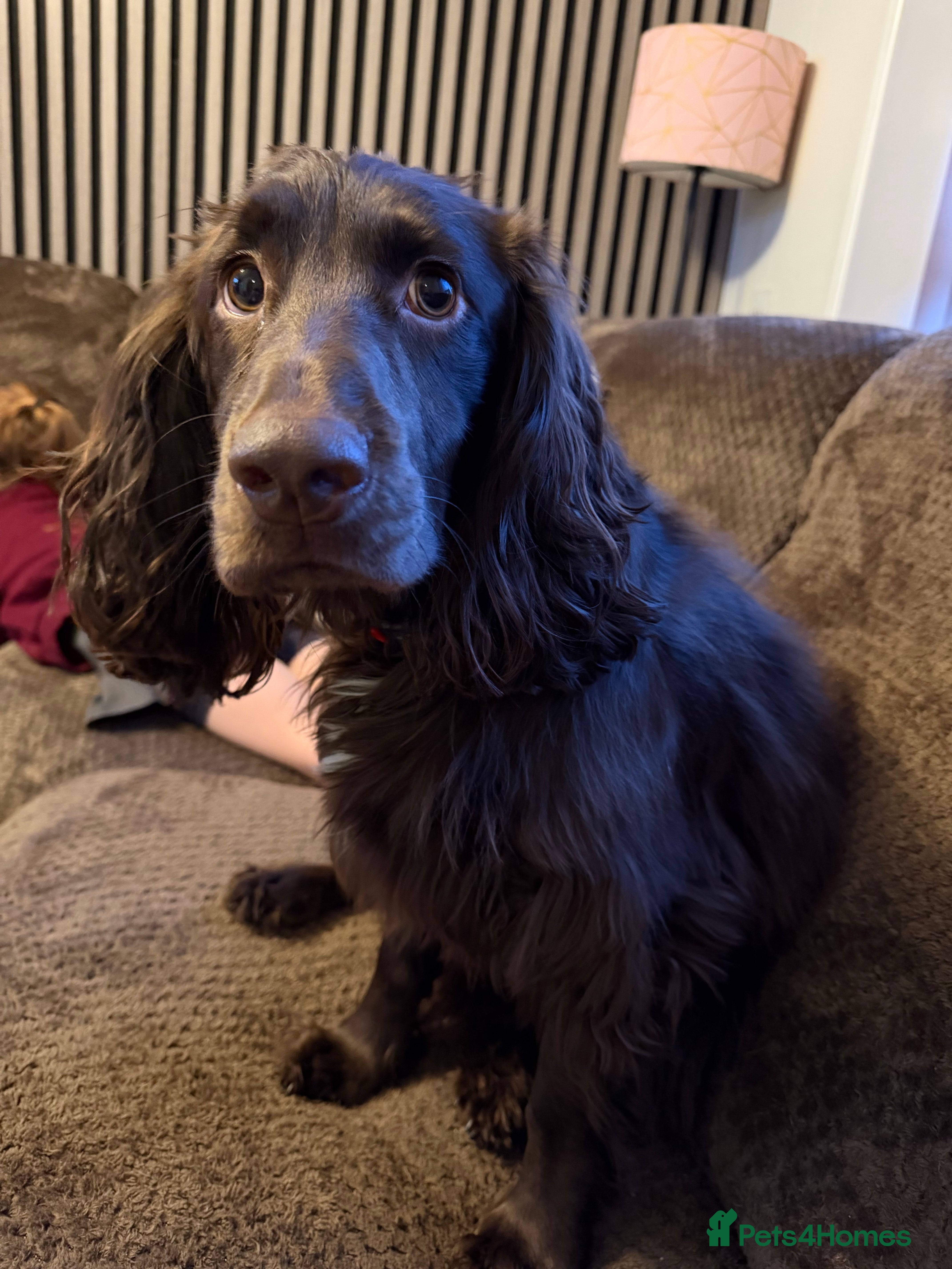 Cocker Spaniel dogs Cocker spaniel for sale - Advert 3