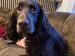 Cocker Spaniel dogs Cocker spaniel for sale - Advert 4