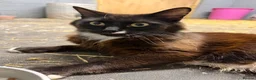 Mixed Breed cats for sale: 2 female tabbies  in Wymondham - Advert 2