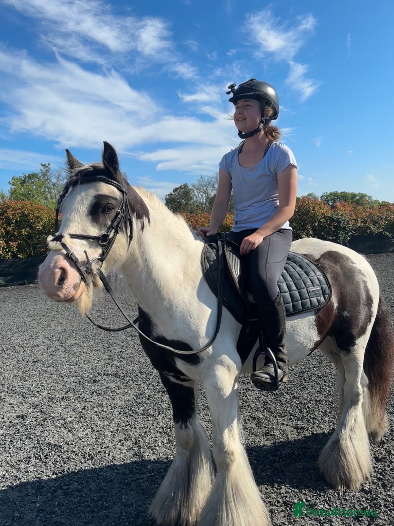 Irish Cob horses Chocolate Chip Jerry 13hh 7YO - Advert 4