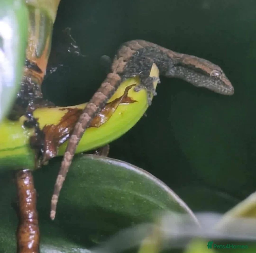 Gecko reptiles for sale: Mourning geckos. - Advert 12