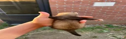 Ferret rodents for sale: Male ferret kits for sale  in Oakham - Advert 5