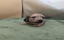 Miniature Dachshund dogs for sale: KC LONGHAIRED MINIATURE DACHSHUNDS  - Image 13
