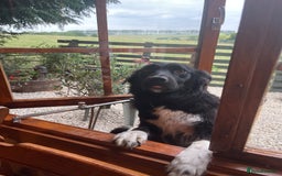 Border Collie dogs for sale: COLLIES FOR SALE  - Image 5