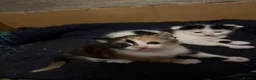 Mixed Breed cats for sale: 6 beautiful kittens   in Glasgow - Advert 5