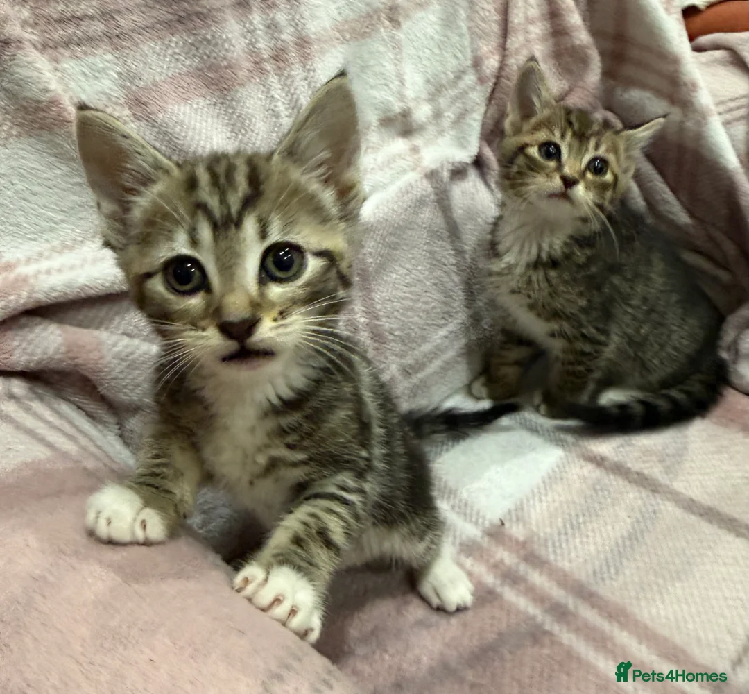 Mixed Breed cats for sale: Mixed breed kittens  - Advert 6