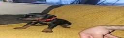 Dobermann dogs for sale: ☆☆DOBERMAN PUPPIES FOR SALE ☆☆ - Advert 22