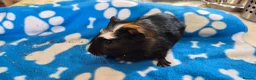 Guinea Pig rodents for sale: 3 Beautiful male Guinea Pigs - Advert 7