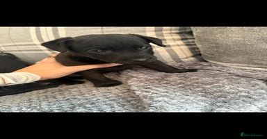 Patterdale Terrier dogs - Advert 4