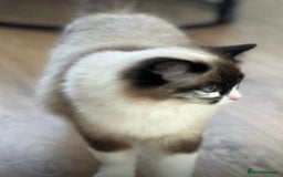 Ragdoll cats for sale: Pedigree Ragdoll 3yrs - Image 1