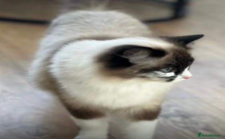 Ragdoll cats - Advert 15